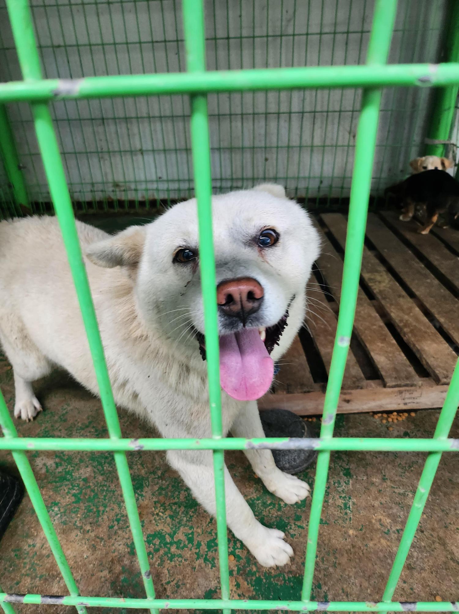 봉화군유기동물보호소_447524202400080