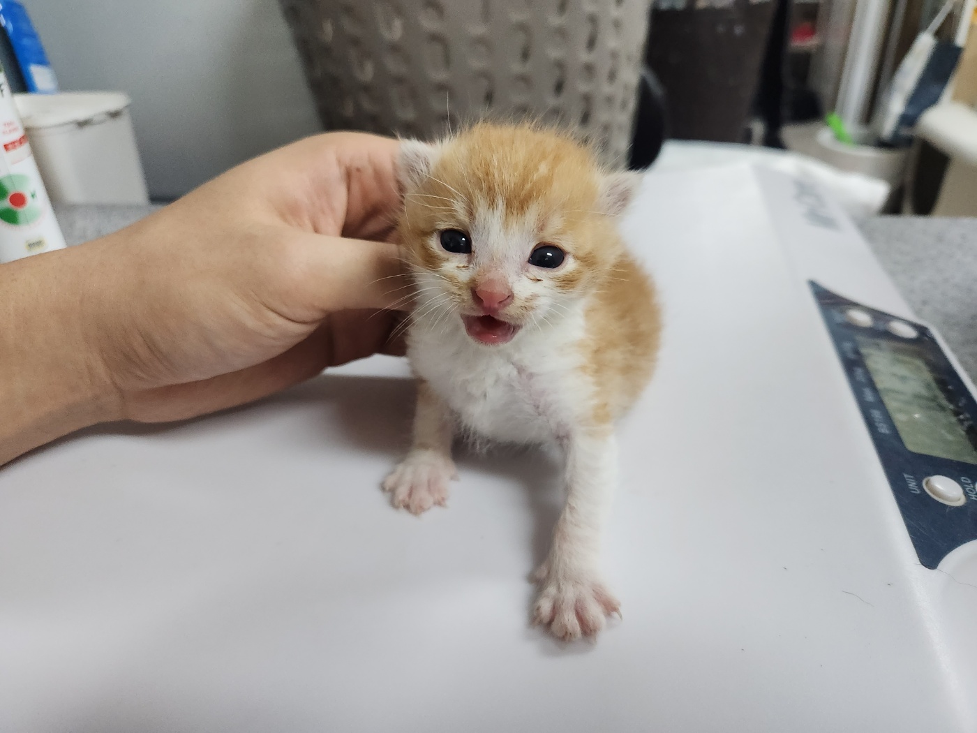 광주 동물보호소_429361202400685