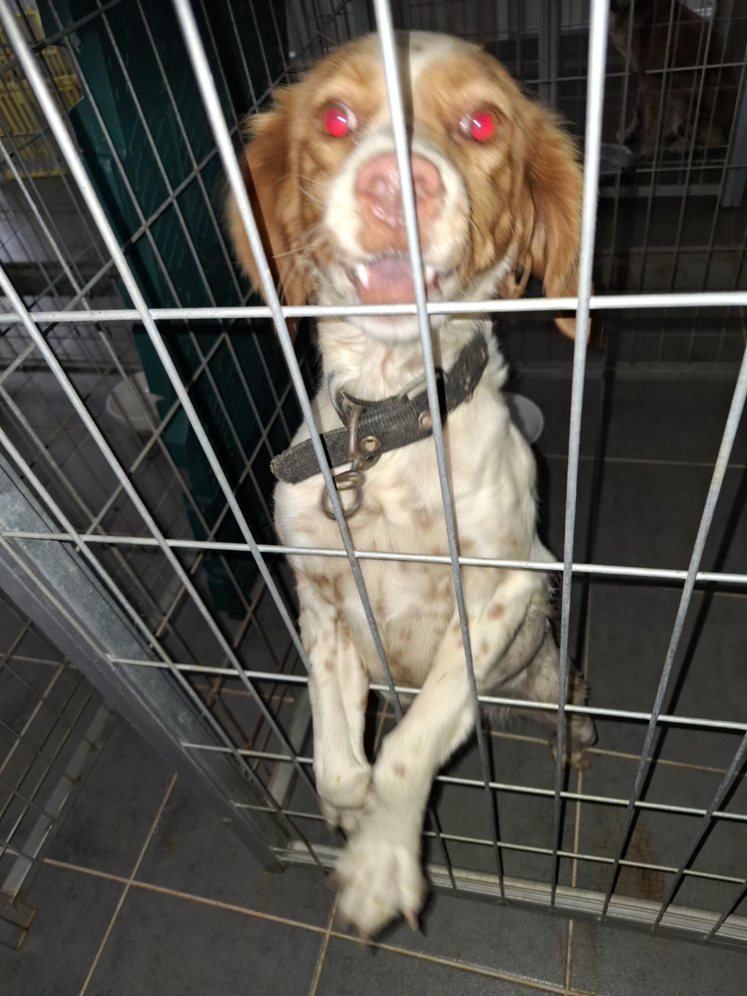 유기동물 삼호 보호소_446494202400573