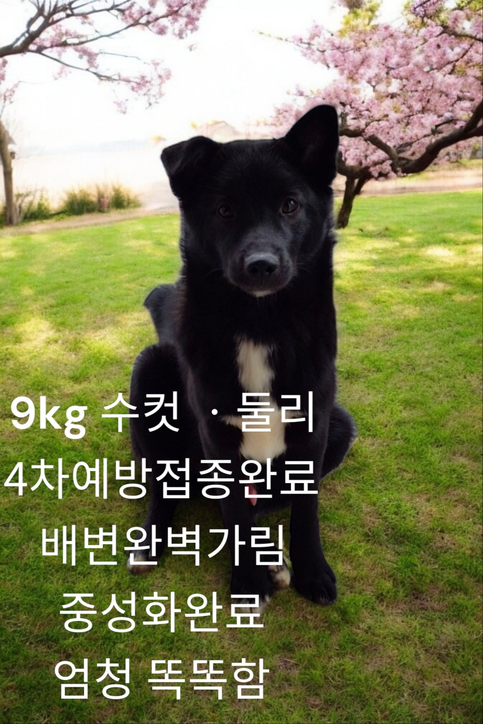성주유기동물보호센터_447521202400632