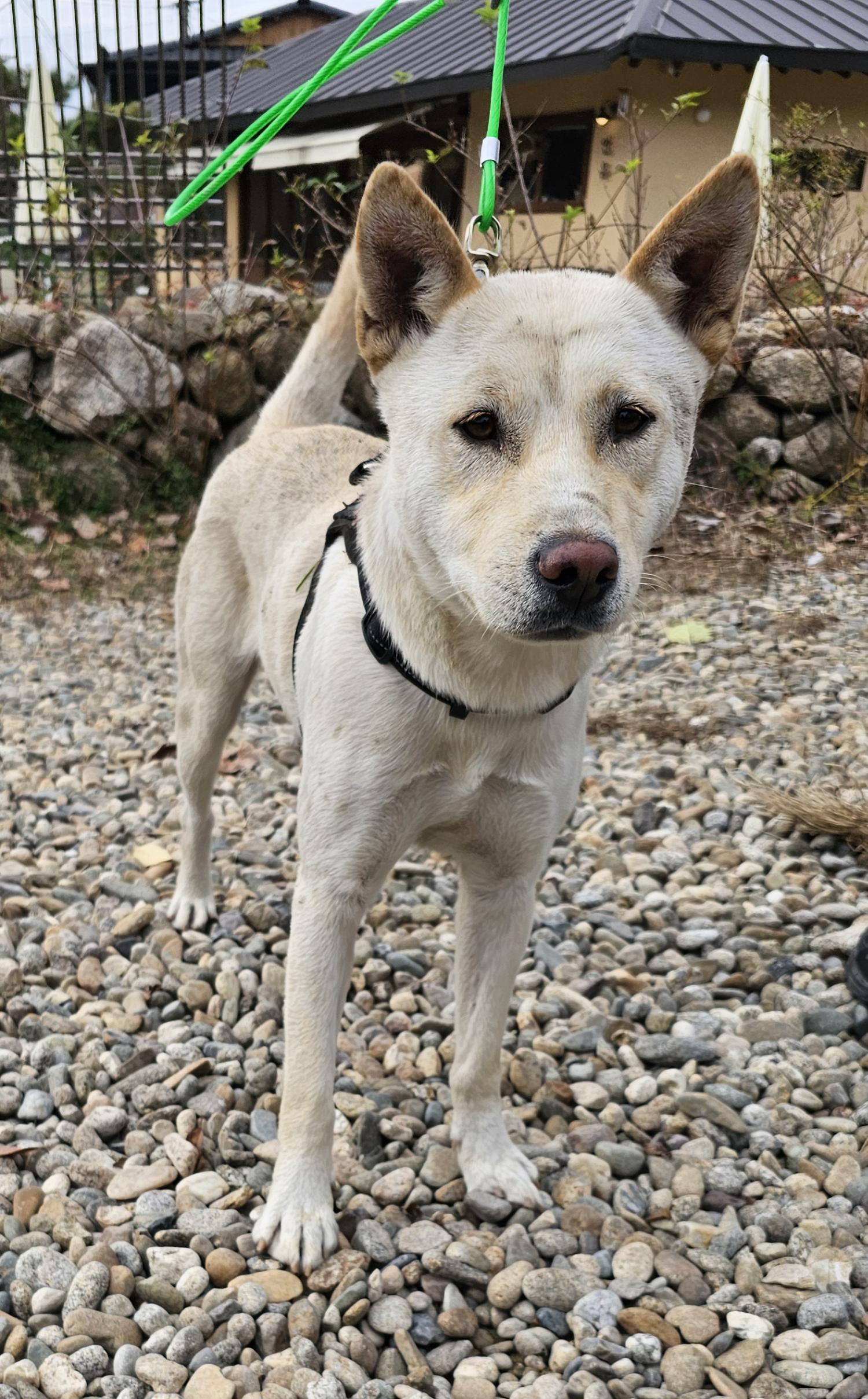 구례군동물보호센터_446487202400172