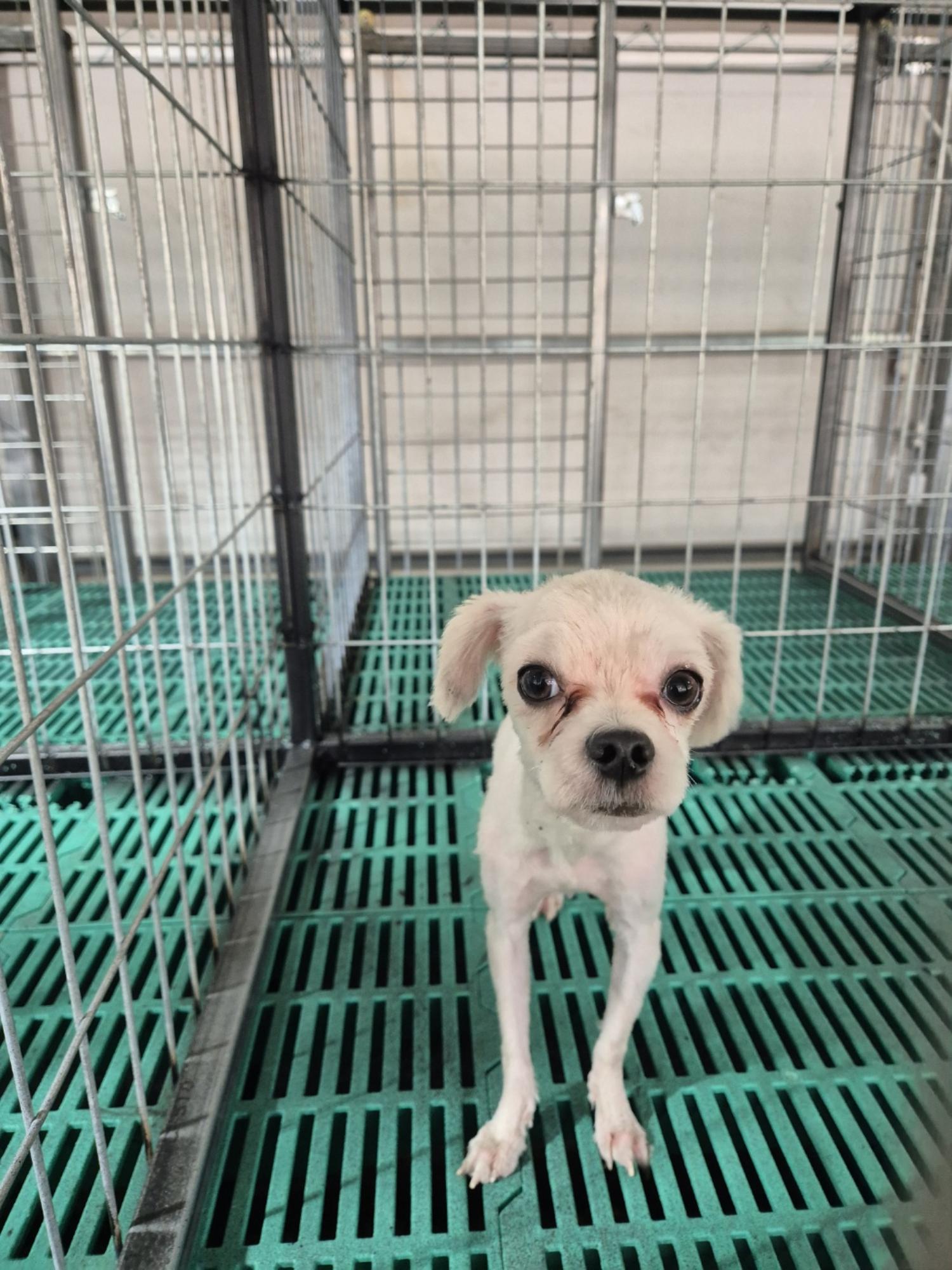 남양동물보호센터_441553202404001