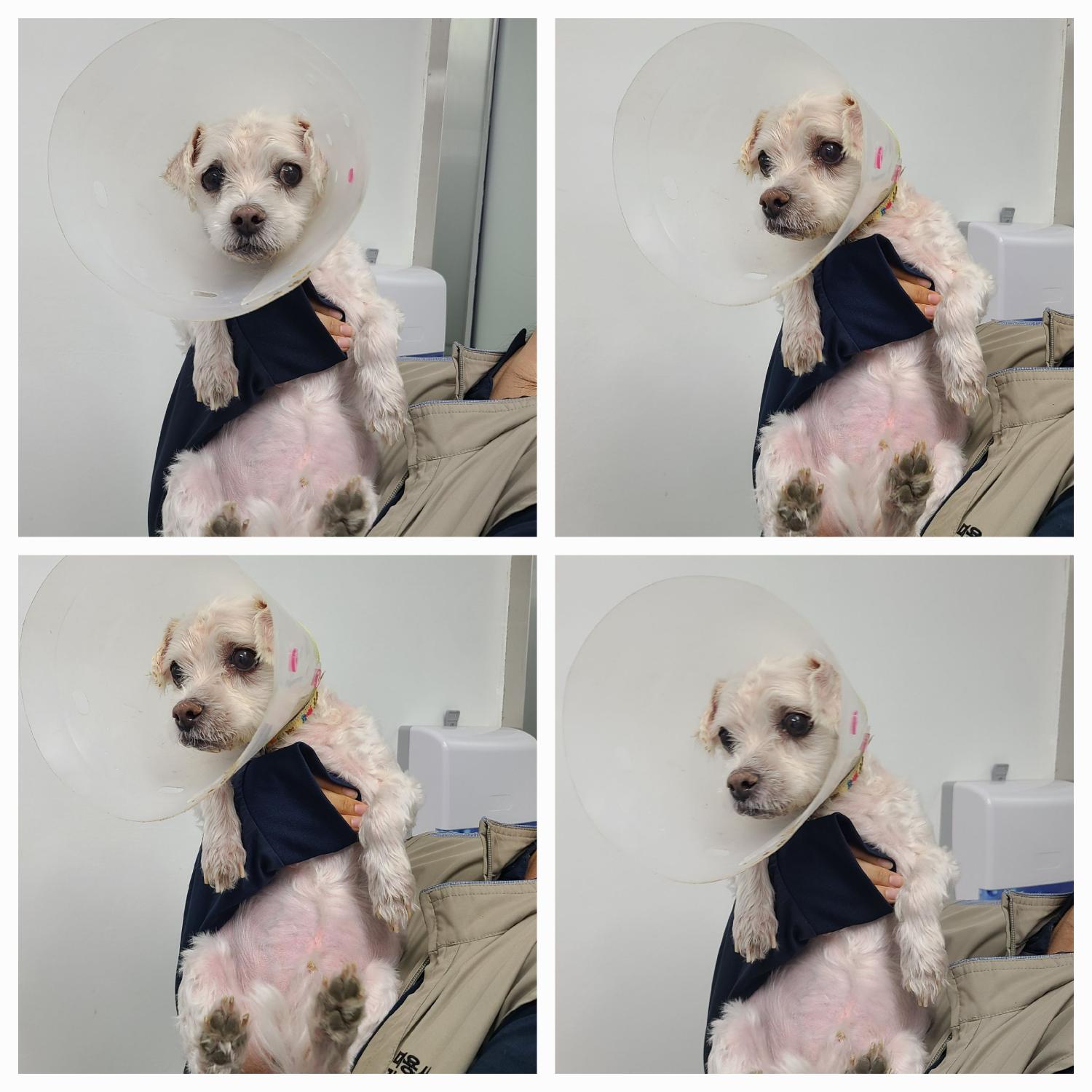 천안시 동물보호센터_444449202402156
