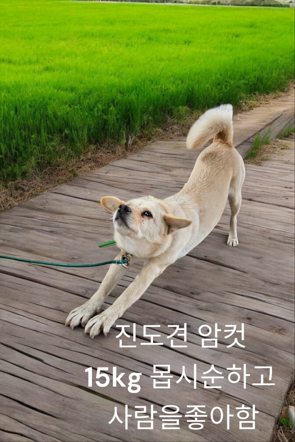 성주유기동물보호센터_447521202400634
