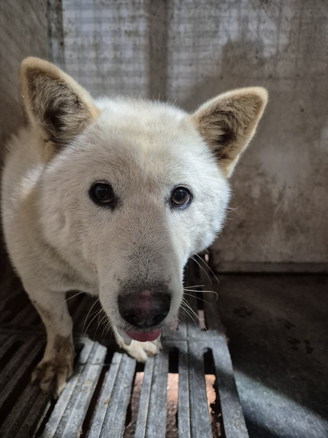 남양동물보호센터_441553202403996
