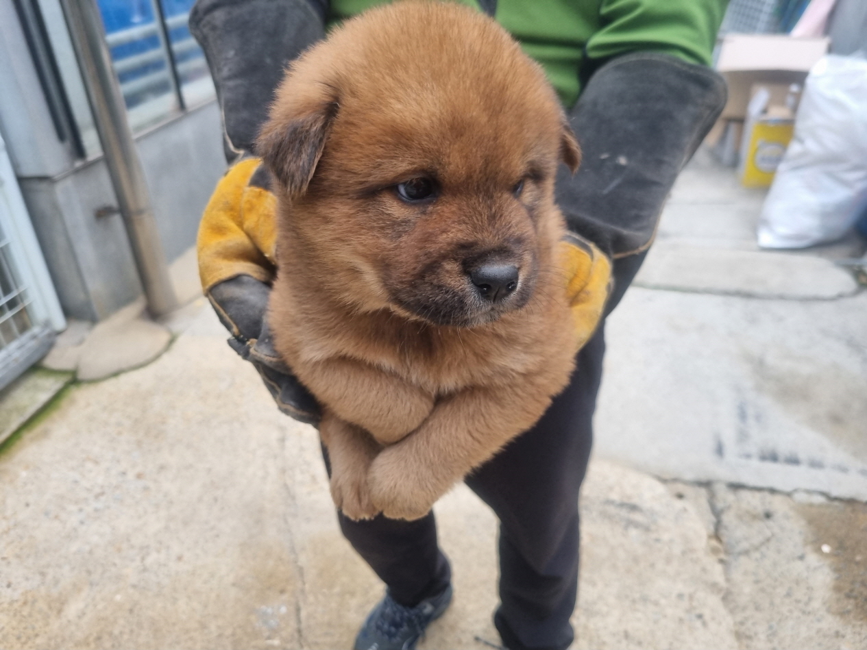 양산시 동물보호센터_448538202400823