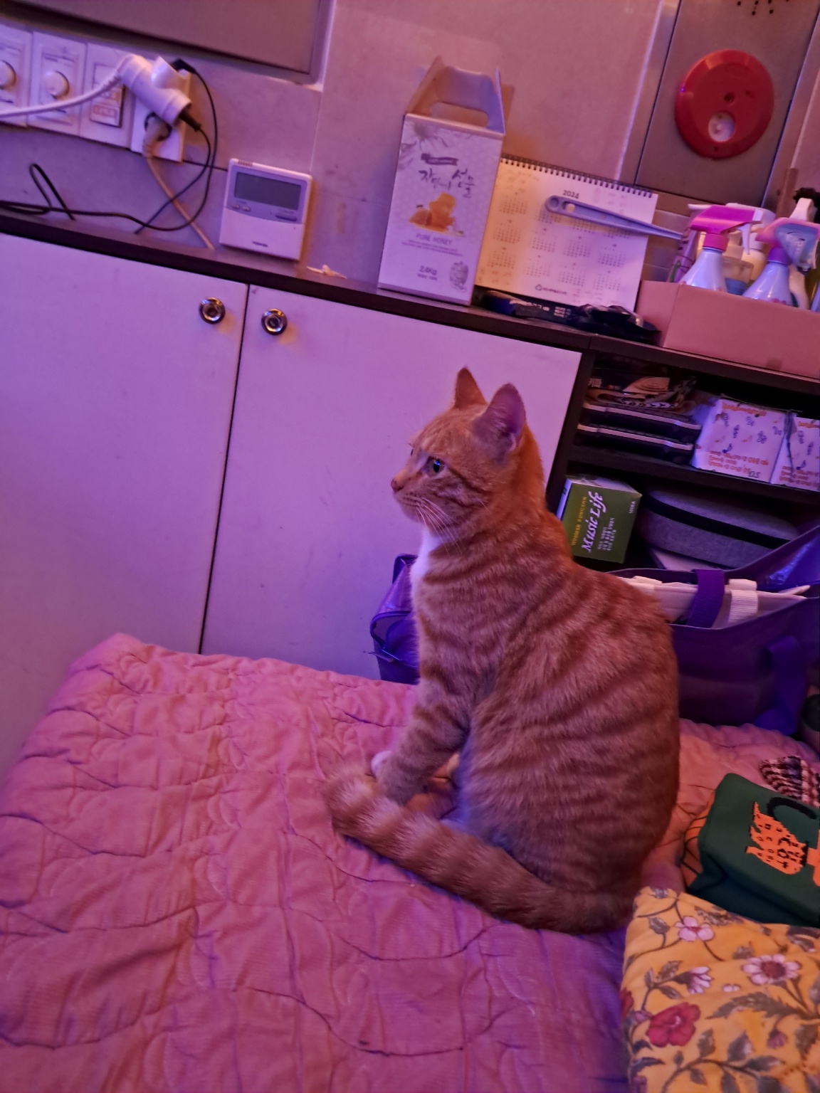 금왕동물병원_443447202400873