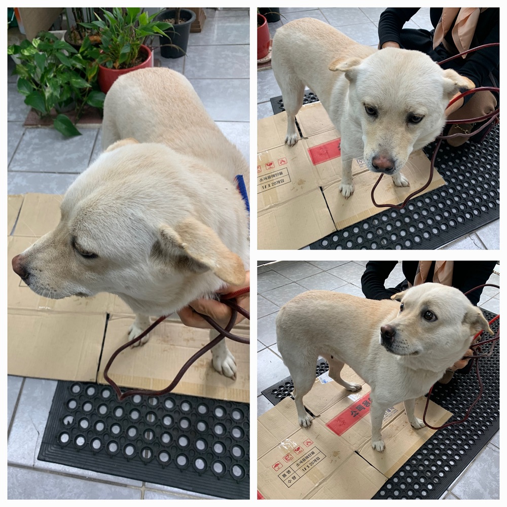 유기동물보호소_446481202401253