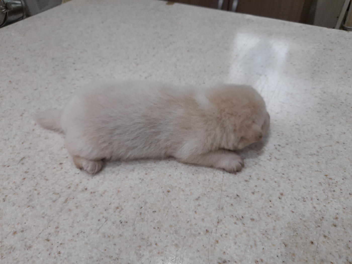 금왕동물병원_443447202400870