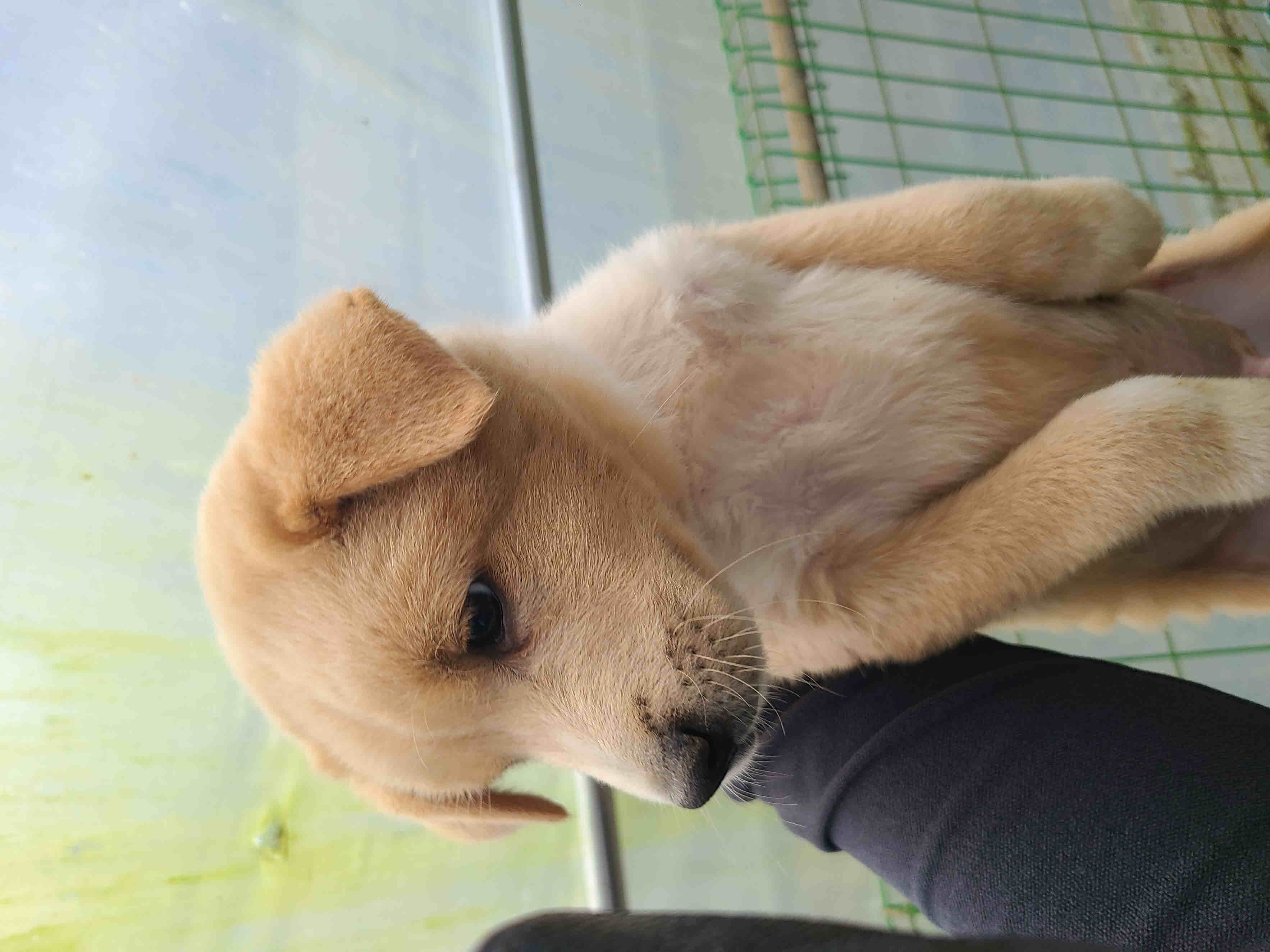 푸른곡성21동물보호소_446486202400411