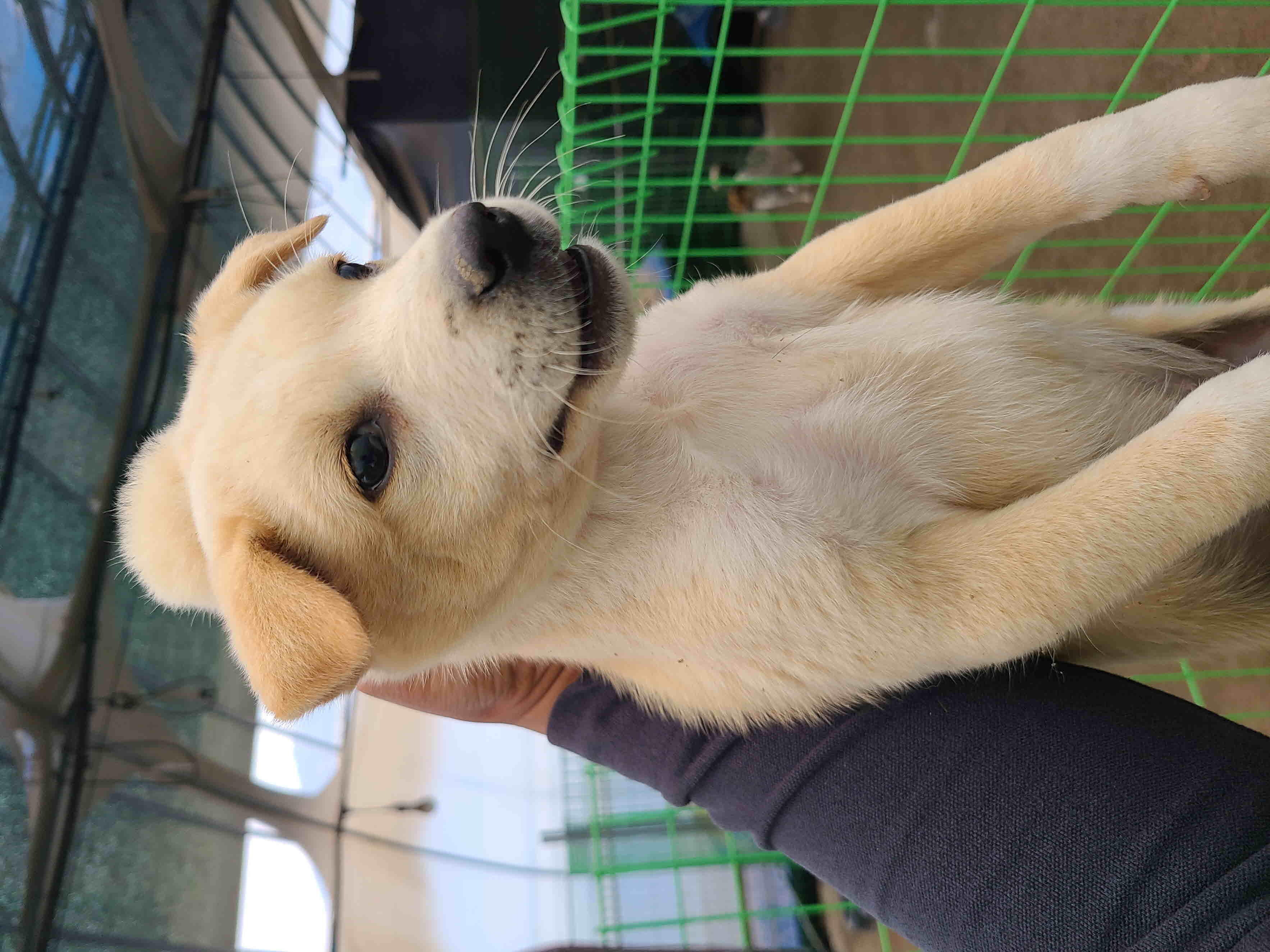 푸른곡성21동물보호소_446486202400410