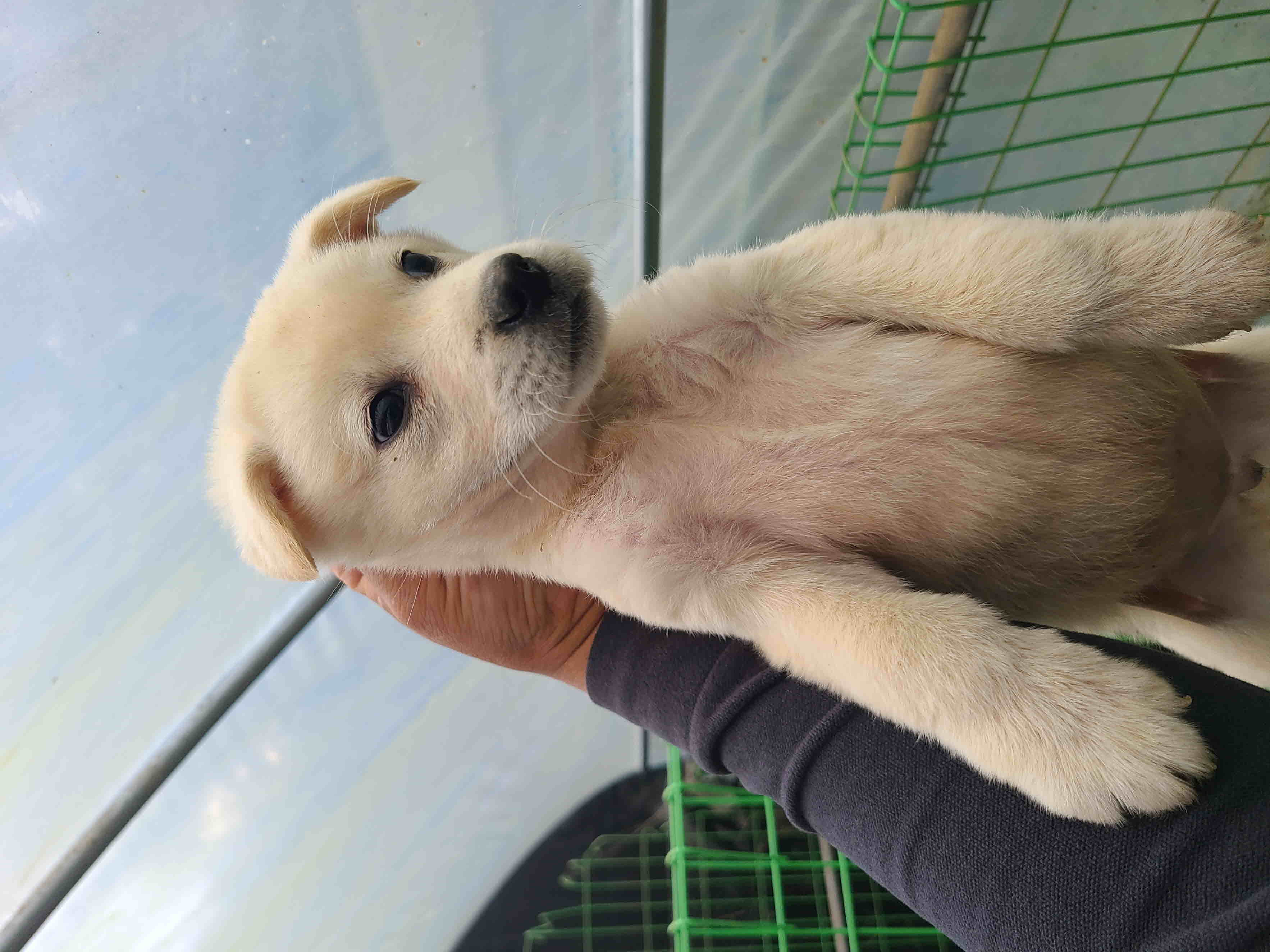 푸른곡성21동물보호소_446486202400409