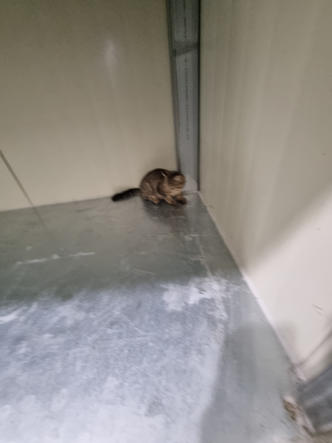 부안군 동물보호센터_445479202401226