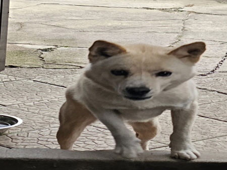원주시동물보호센터_442419202400883
