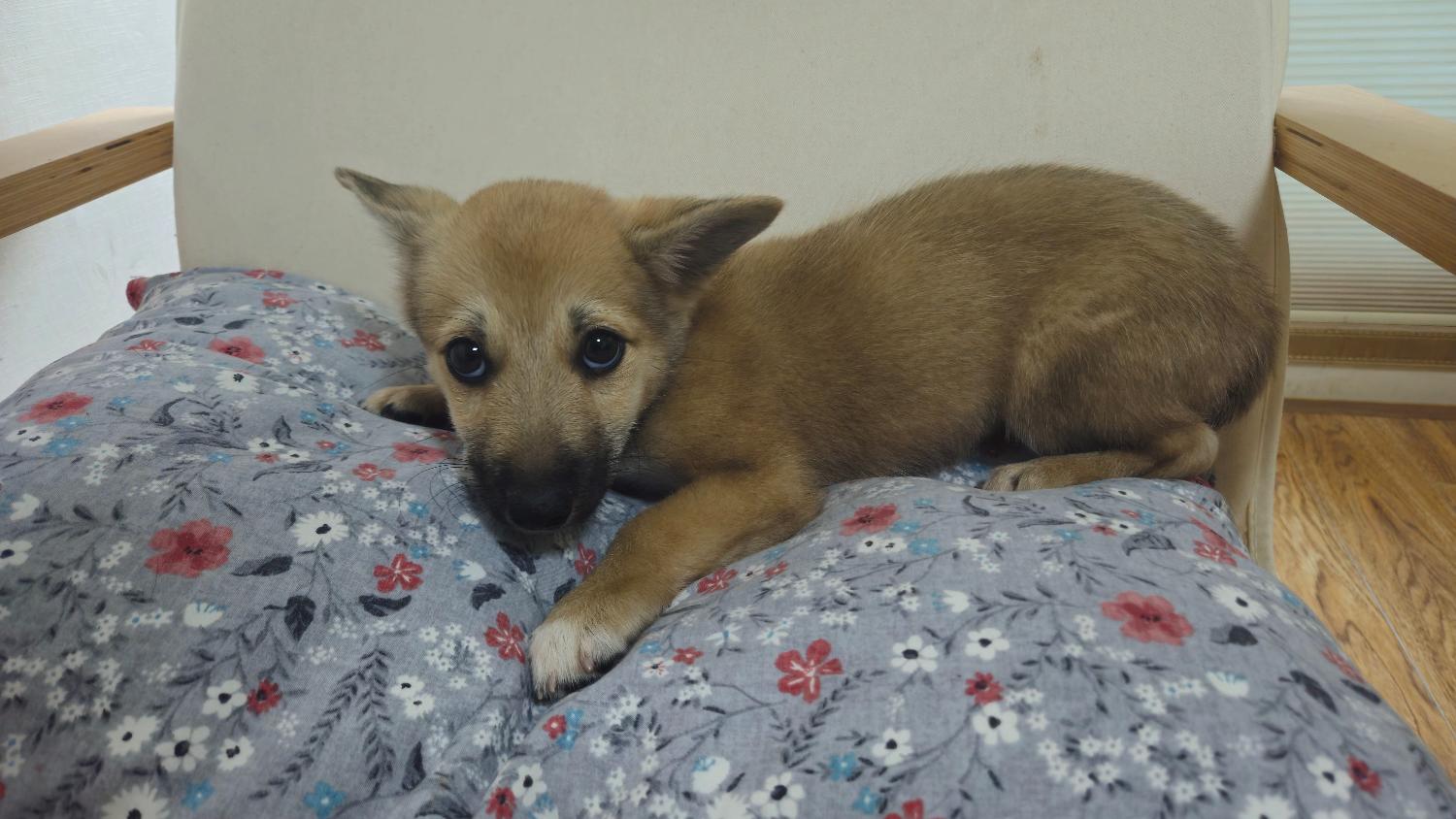 경산시유기동물보호소_447513202401359