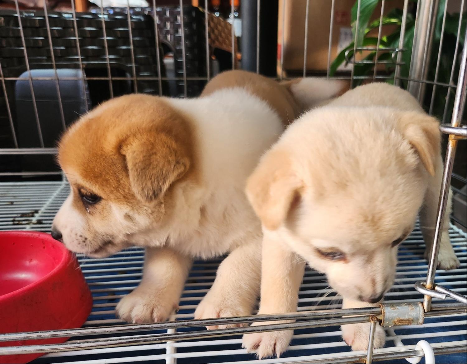 종합축산_447512202400691