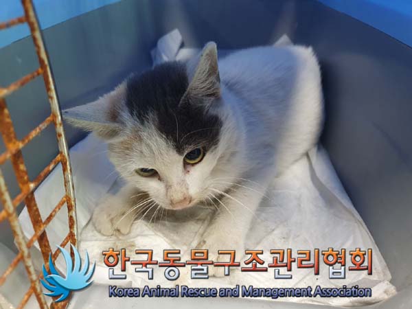 한국동물구조관리협회_411323202401080