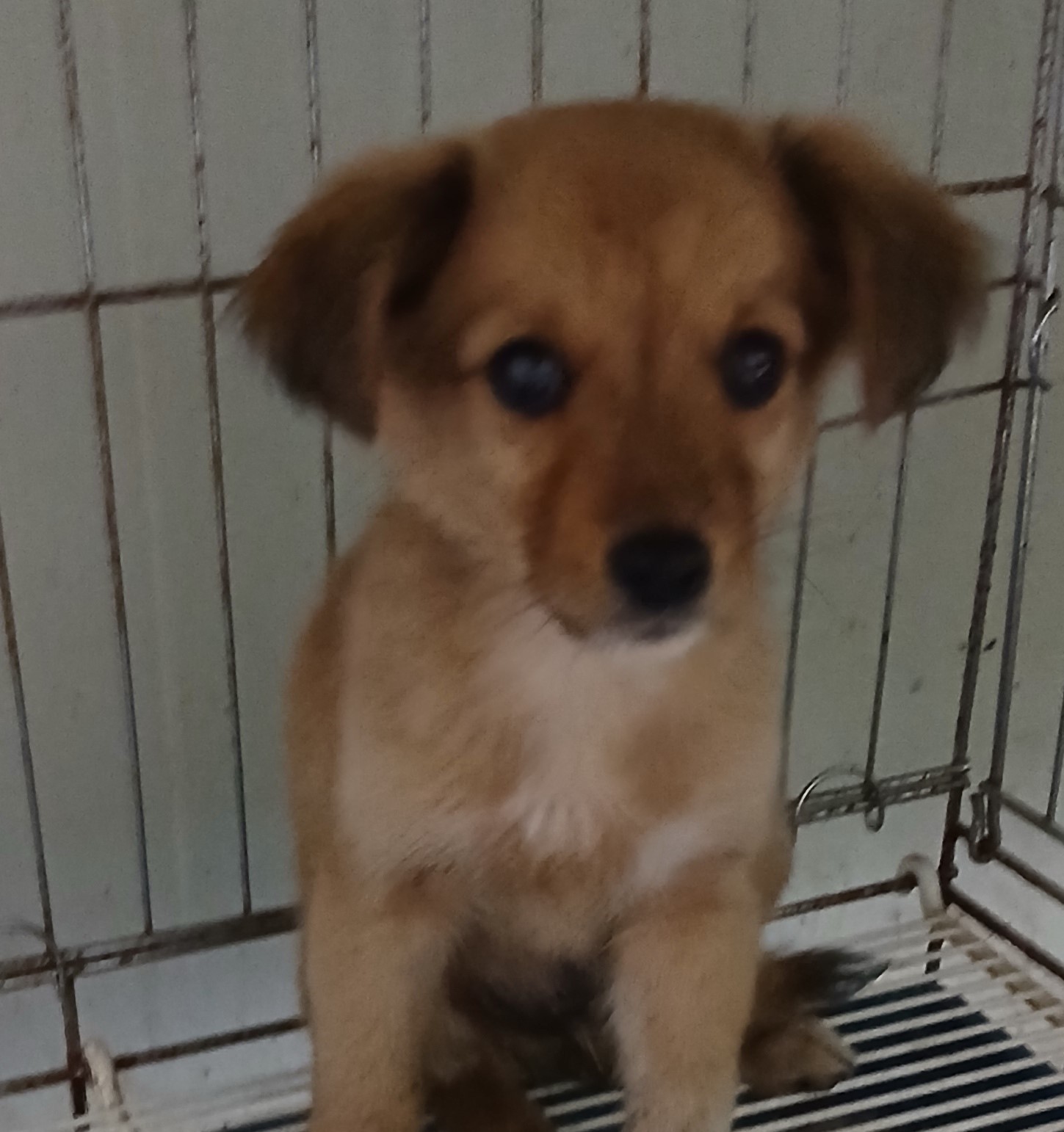 대구유기동물보호센터_427342202400928