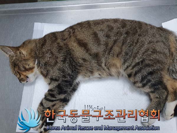 한국동물구조관리협회_441406202402028