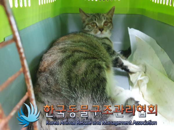 한국동물구조관리협회_441559202401356