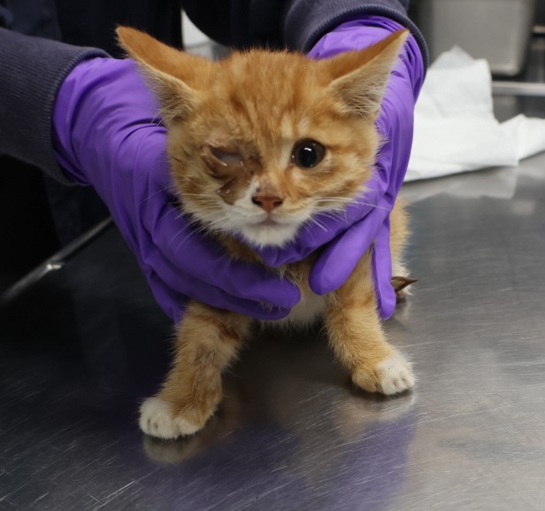 제주 동물보호센터_450650202403426