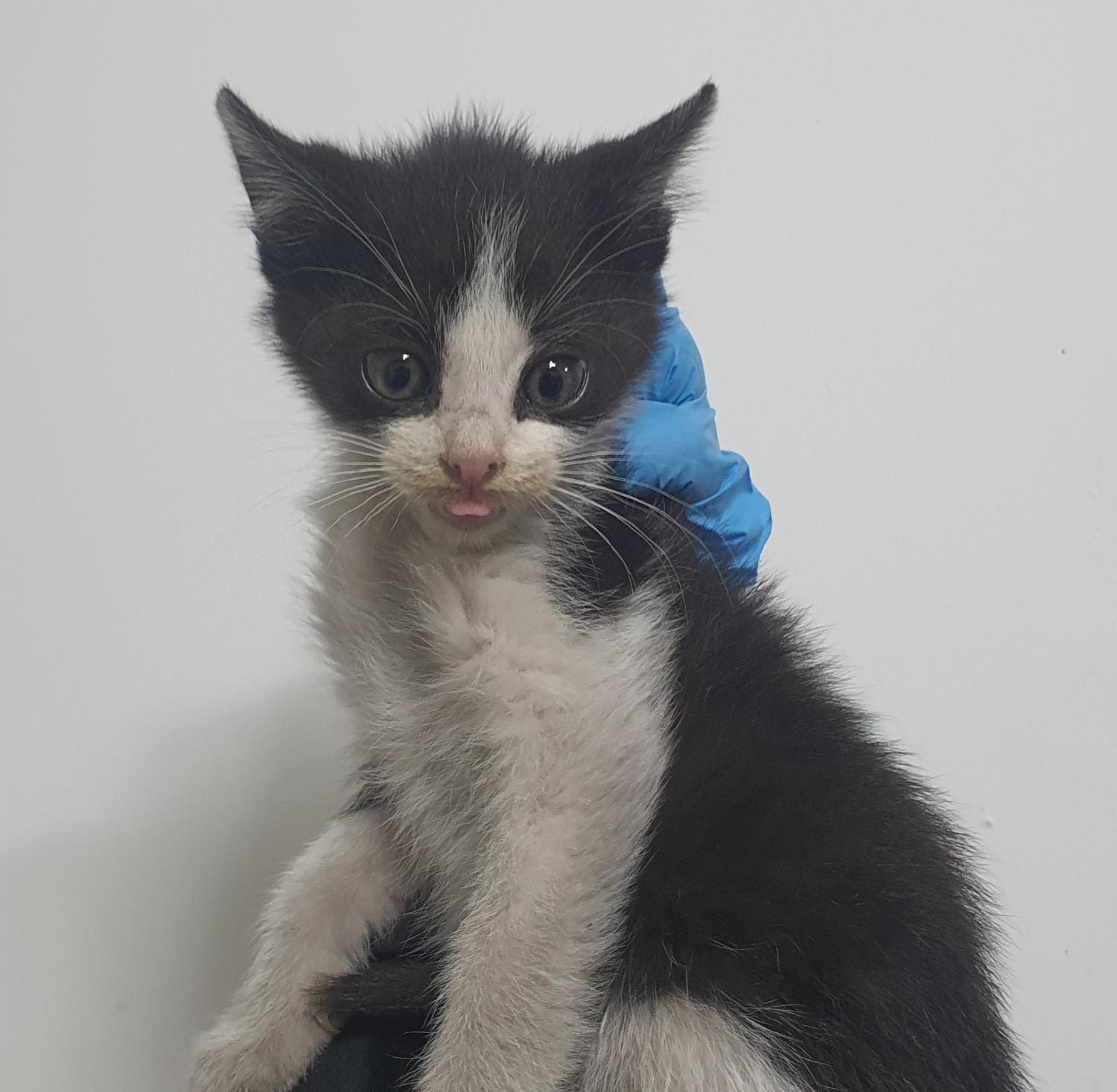 인천광역시수의사회_428352202400554