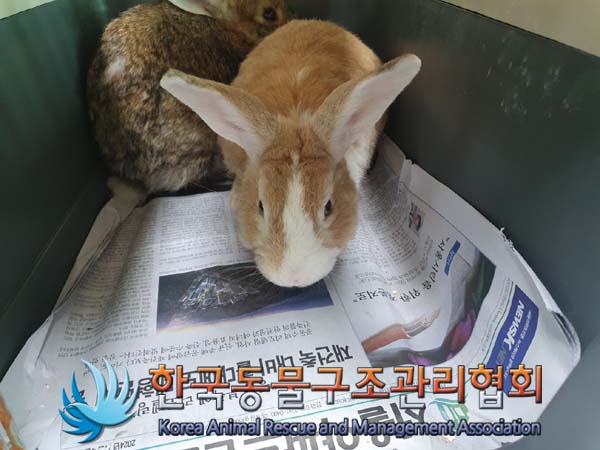 한국동물구조관리협회_411301202400430