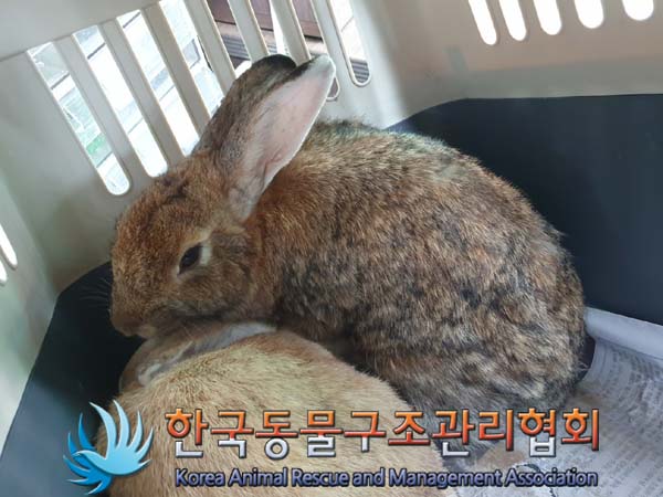 한국동물구조관리협회_411301202400431