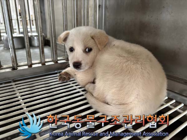 한국동물구조관리협회_441409202401794