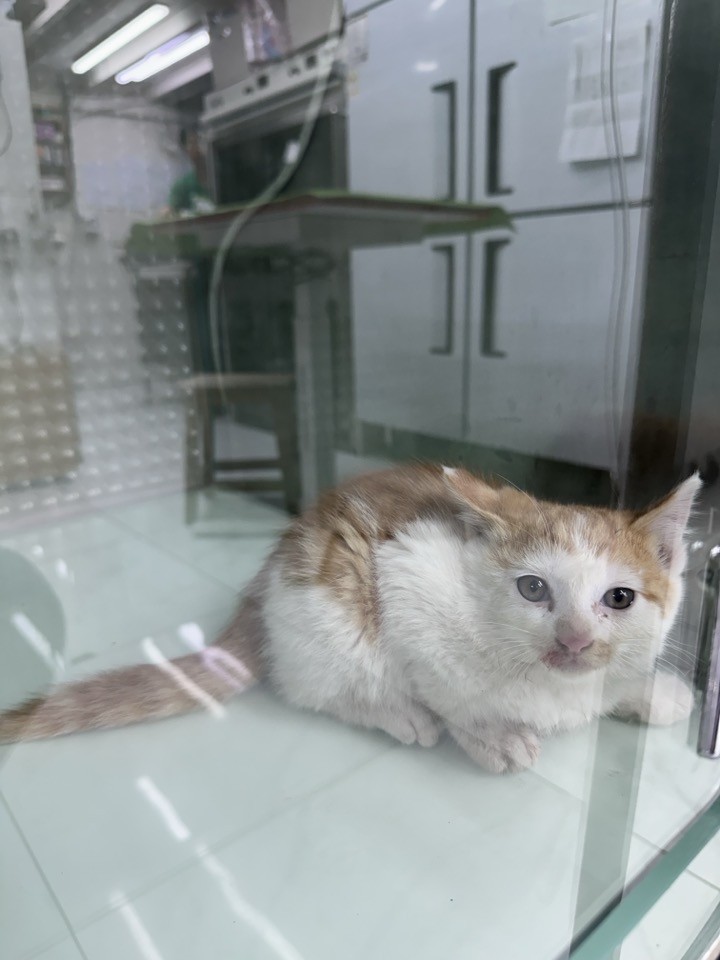 신공항동물병원_428349202401067