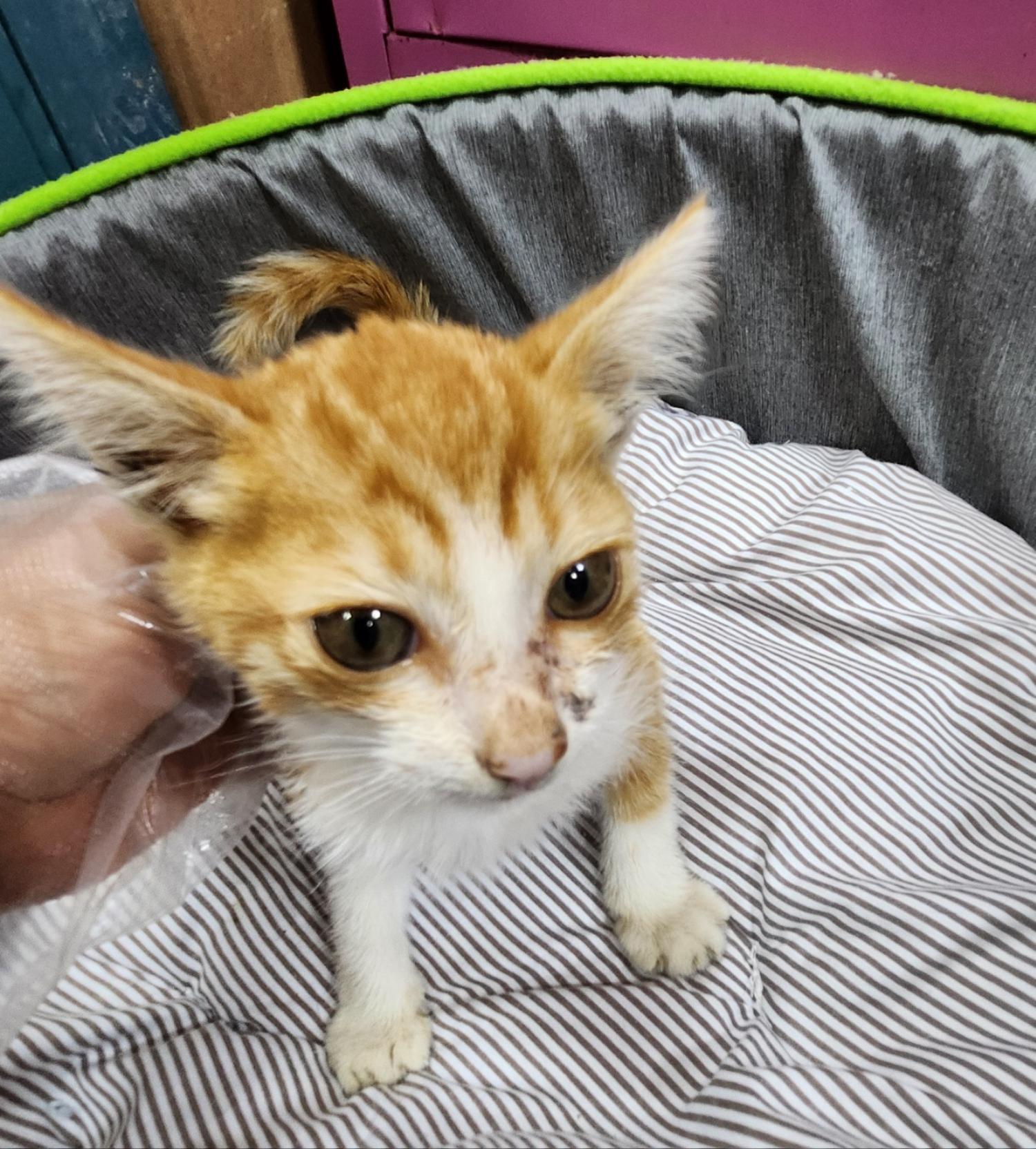 울산유기동물보호센터_431372202400663