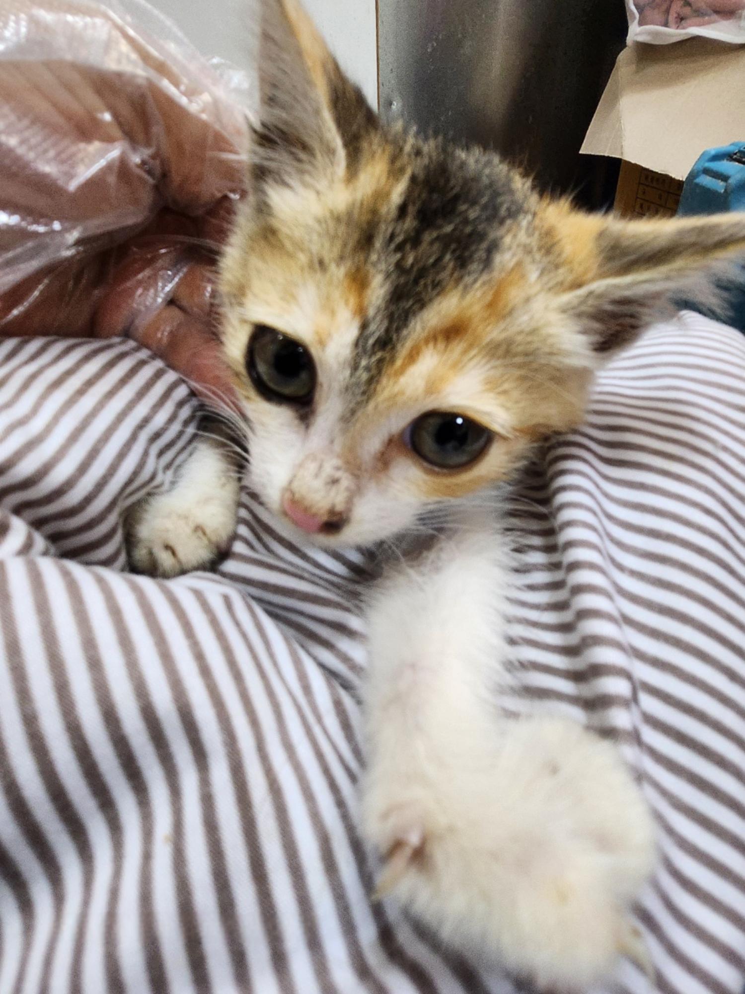 울산유기동물보호센터_431372202400662