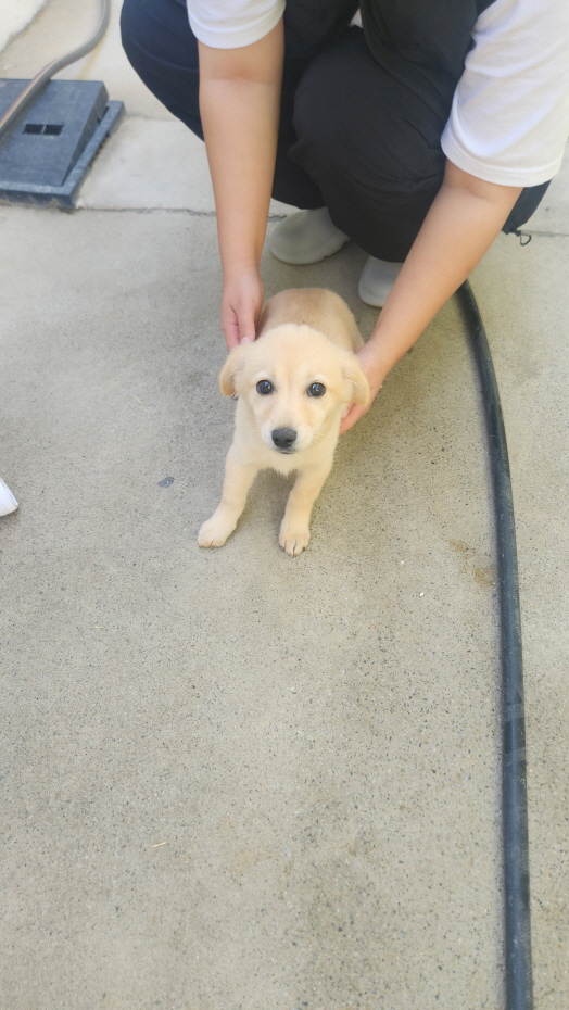 익산유기동물보호소_445468202403034