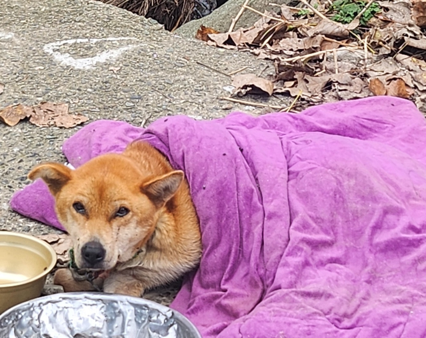 울산유기동물보호센터_431373202401854