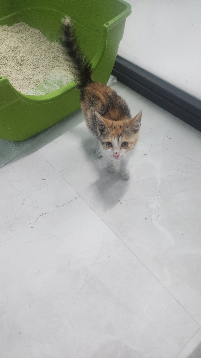 익산유기동물보호소_445468202403035