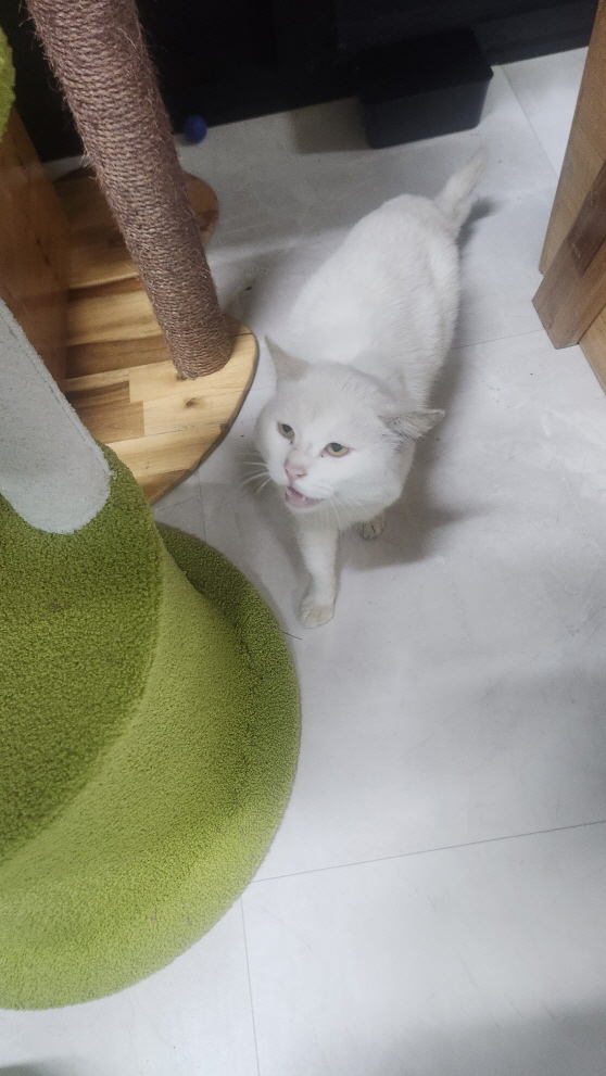 익산유기동물보호소_445468202403036