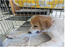 (사)동물보호관리협회_448535202401360