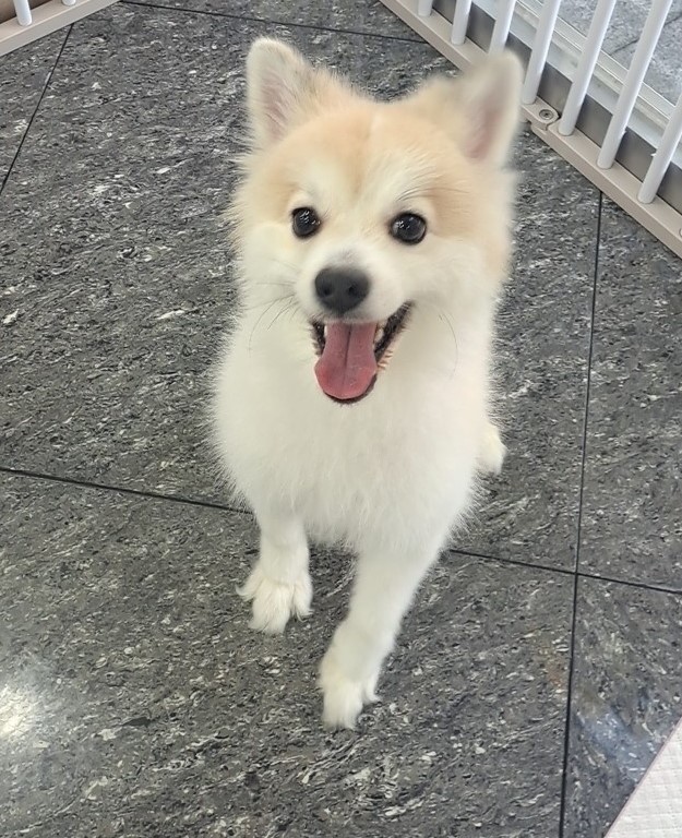 수원시 동물보호센터_441374202401474
