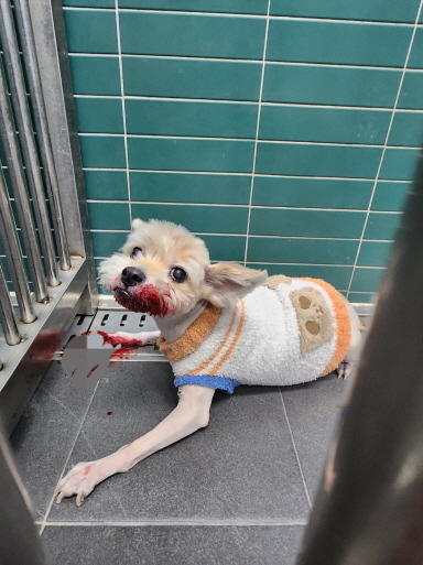 춘천시 동물보호센터_442418202401207
