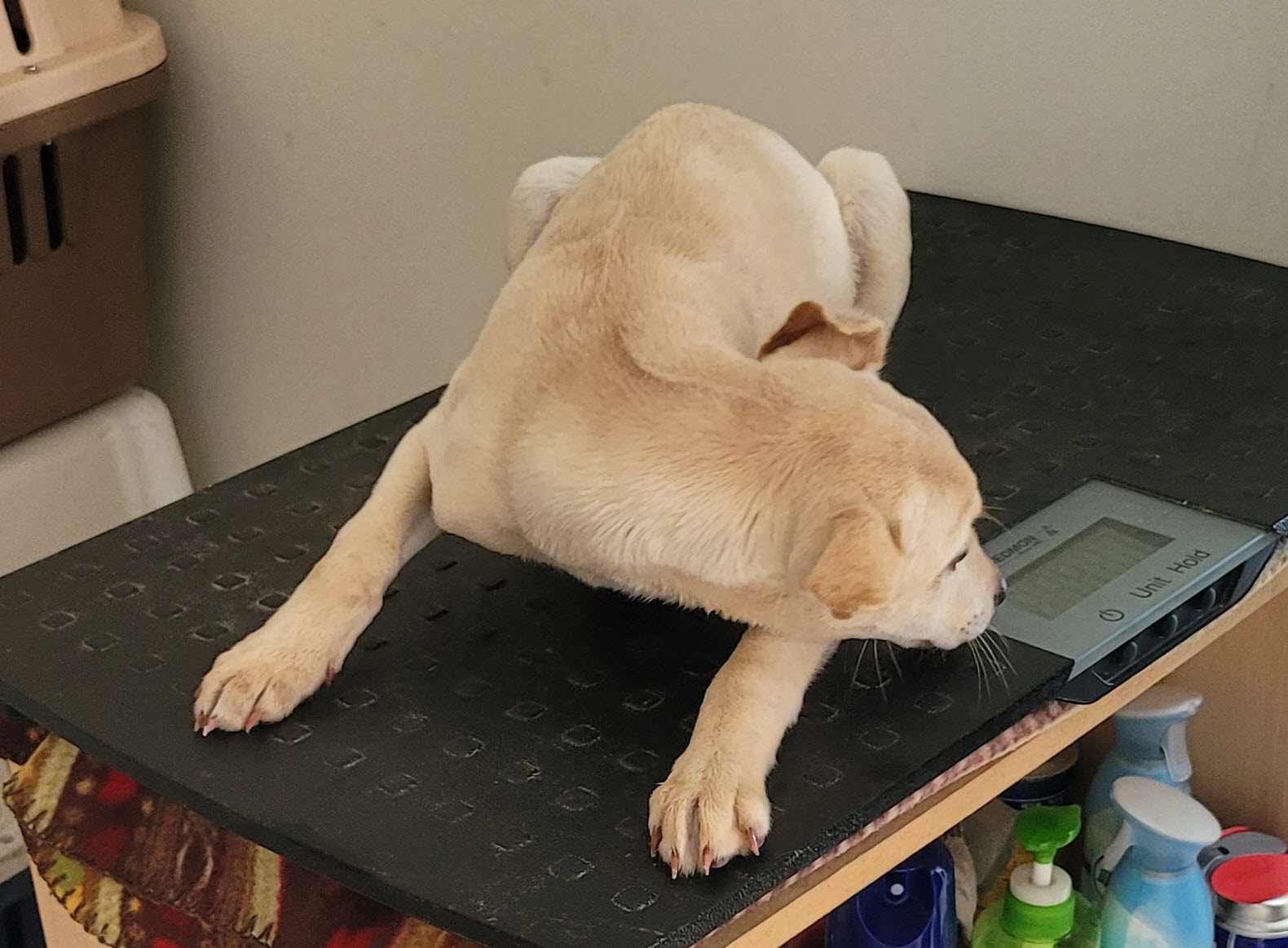 울진군동물보호센터_447525202400537