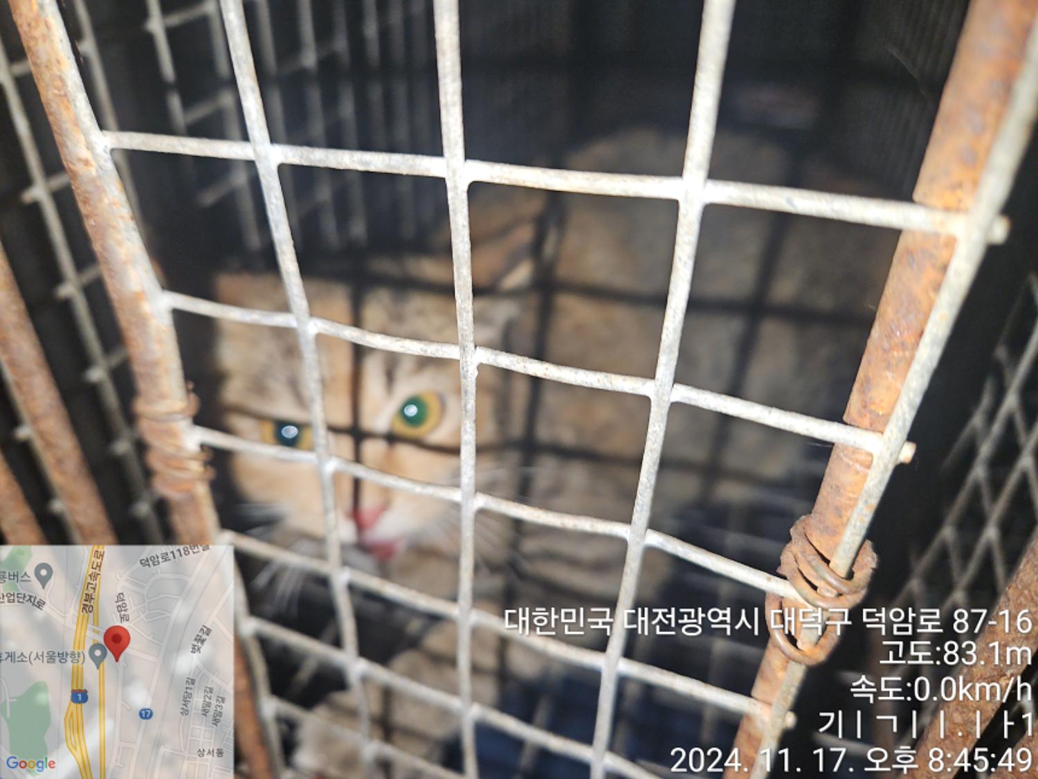 대전동물보호센터_430368202400557