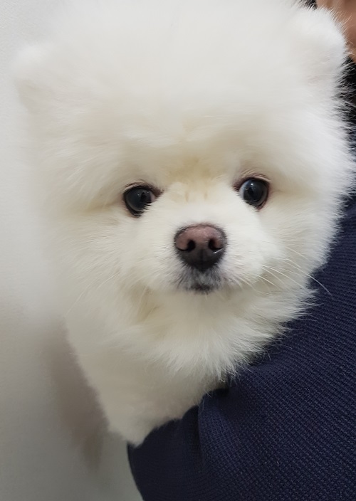 조재진동물병원_428354202401492