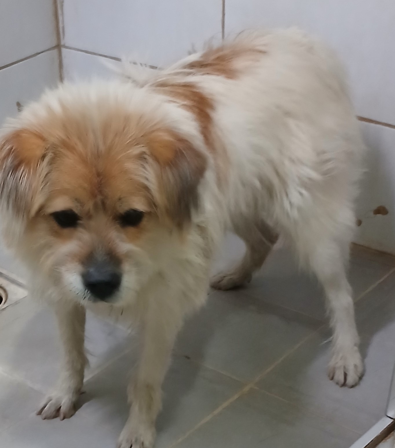 대구유기동물보호협회_427347202400974
