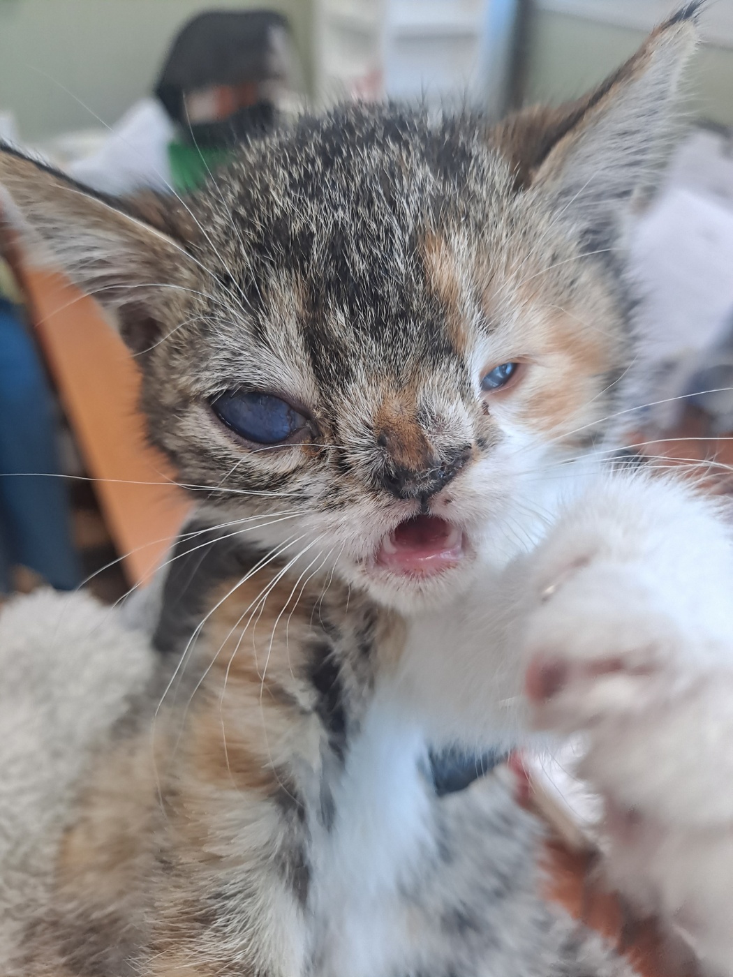 거제시유기동물보호소_448537202401241