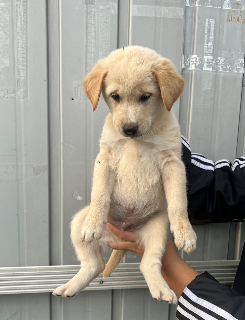 부산동물보호센터_426332202400747