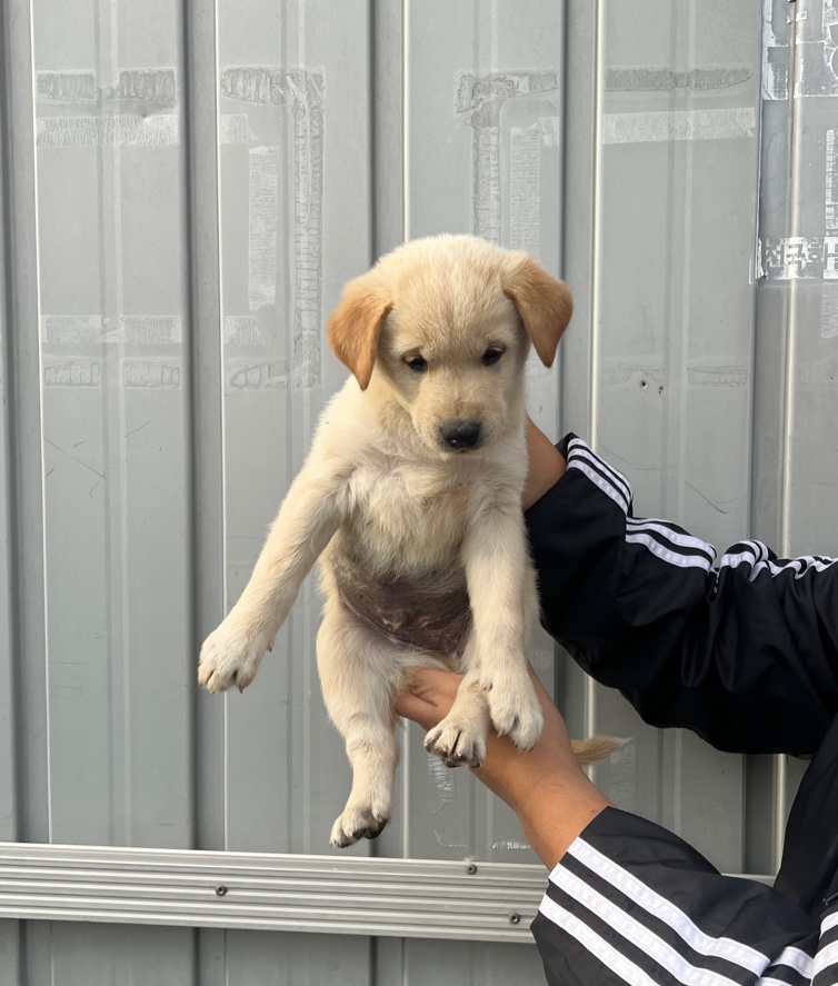 부산동물보호센터_426332202400748