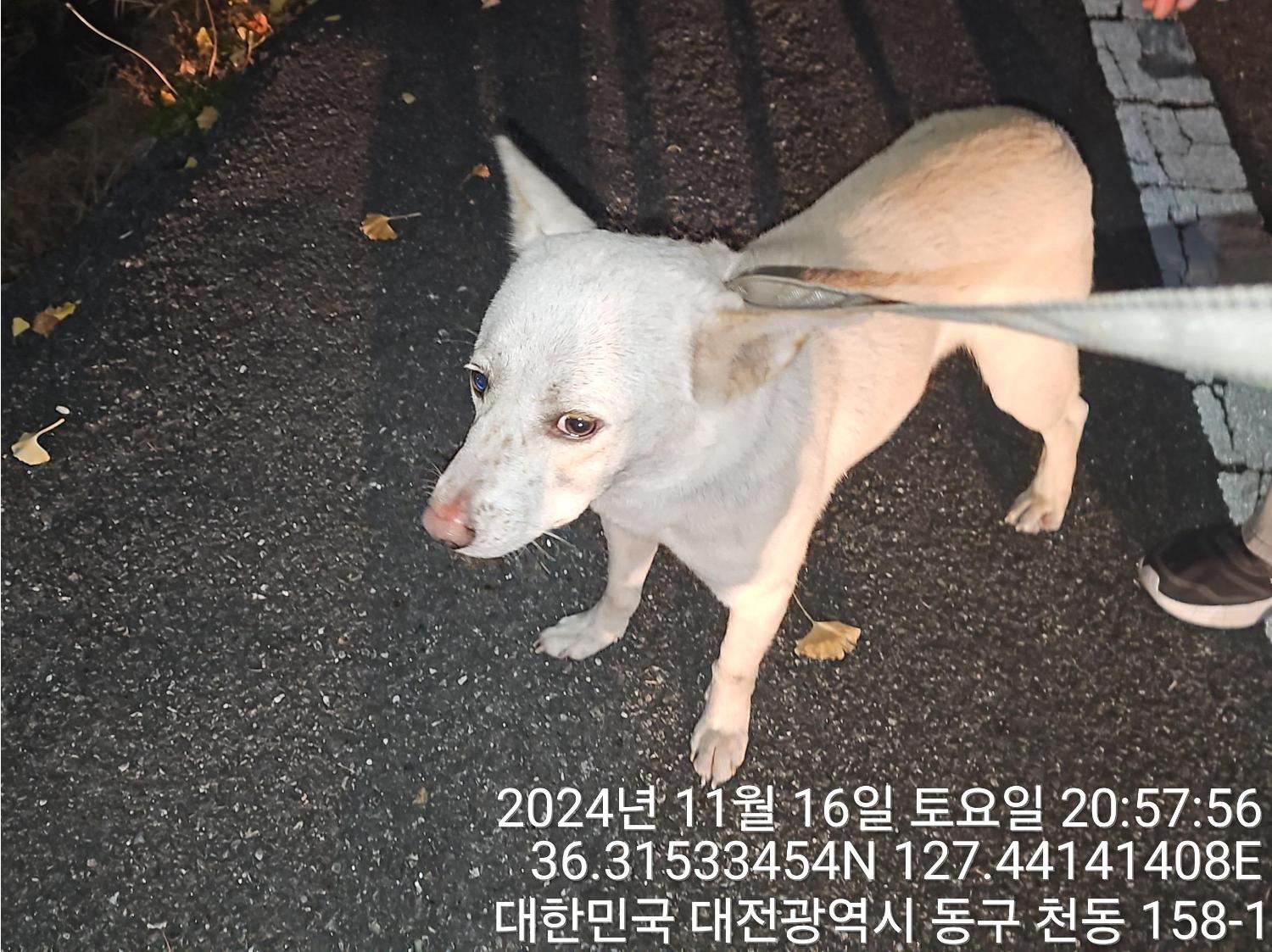 대전동물보호센터_430364202400797