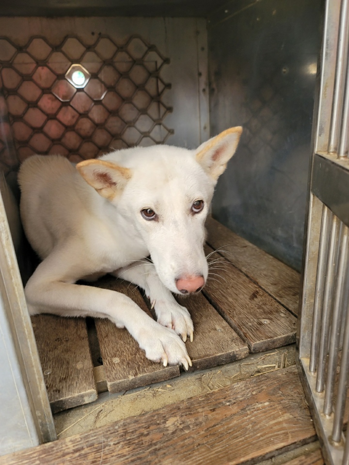 괴산증평동물보호센터_443446202400503