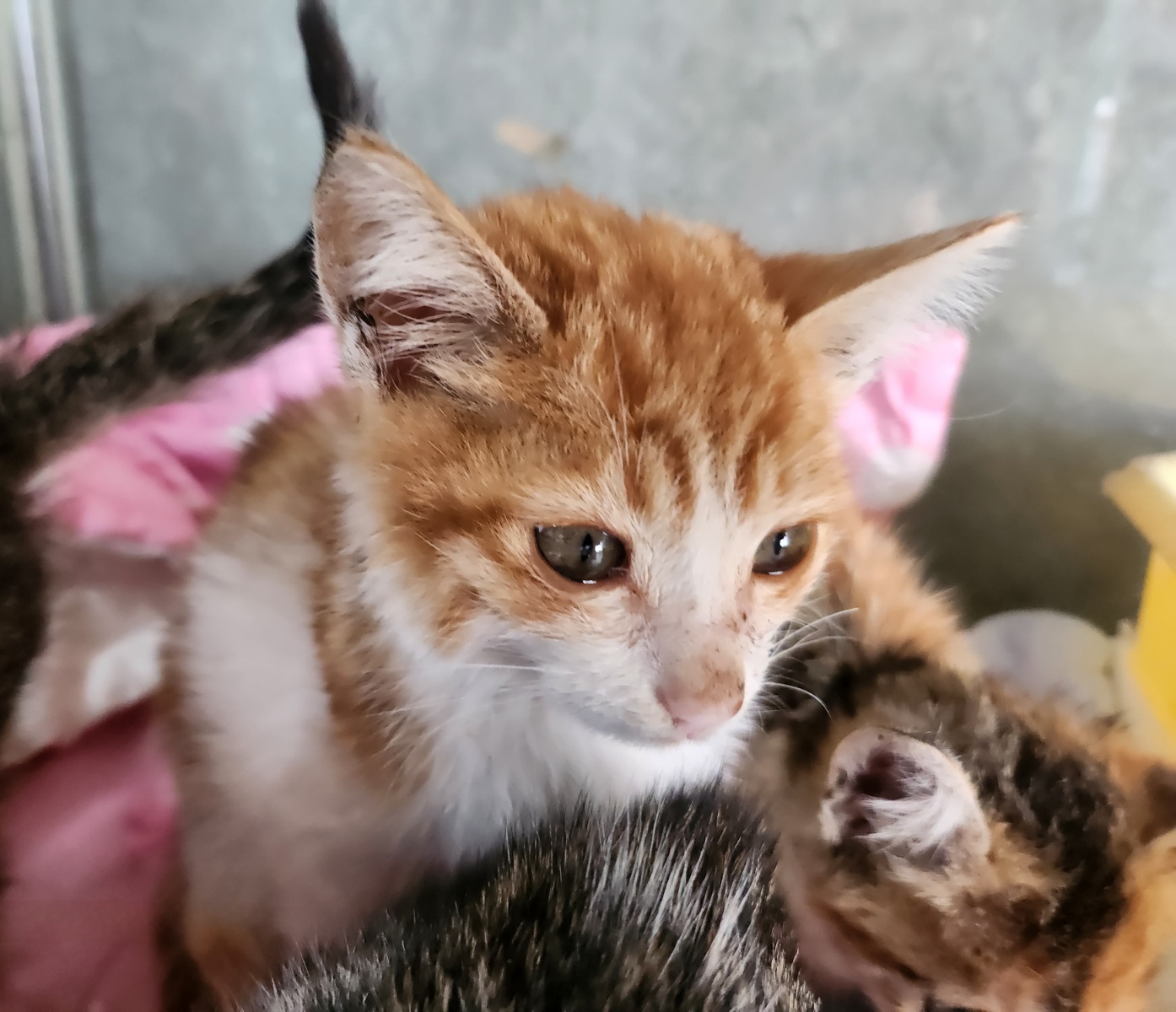 울산유기동물보호센터_431373202401860
