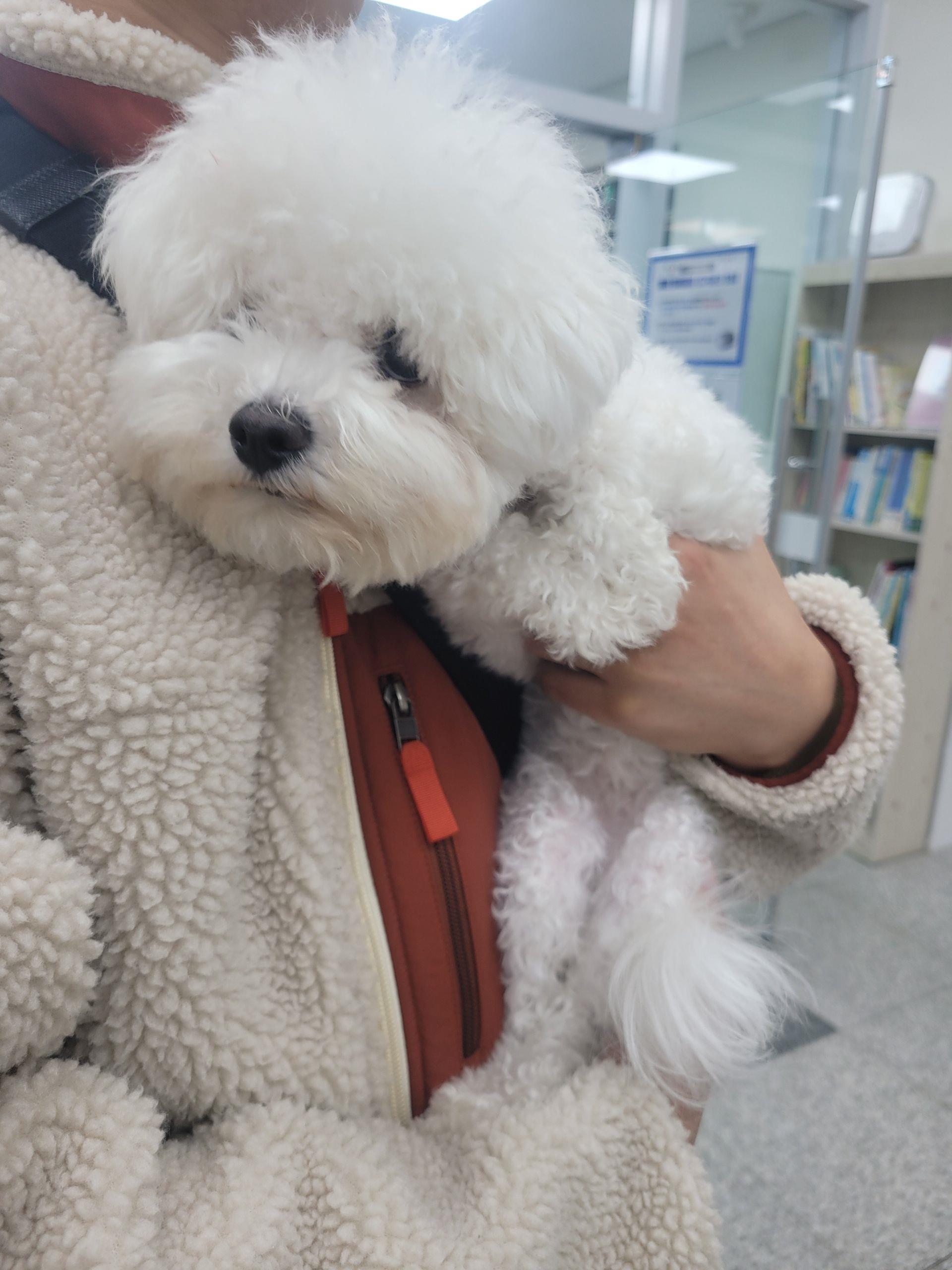 대전동물보호센터_430364202400798